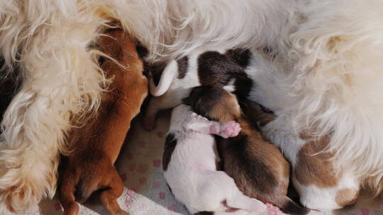 狗狗喂养新生的幼犬视频素材模板下载