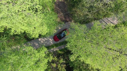上海 崇明岛 汽车 旅拍 风景 树林视频素材模板下载