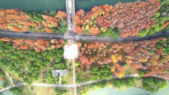 杭州湘湖秋天水杉风景航拍