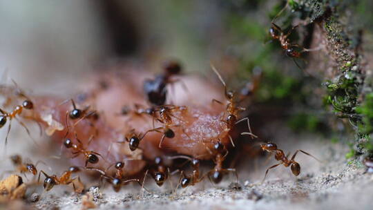 一群蚂蚁搬运食物微距特写镜头