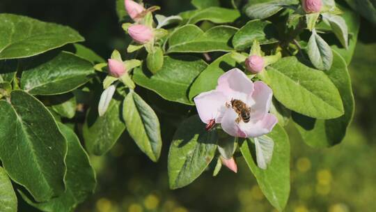 蜜蜂在柑橘果树上收集花蜜