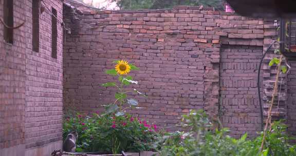 农村砖瓦房的向日葵和两只小猫
