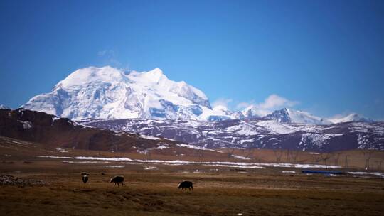西藏雪山脚下牛羊路过