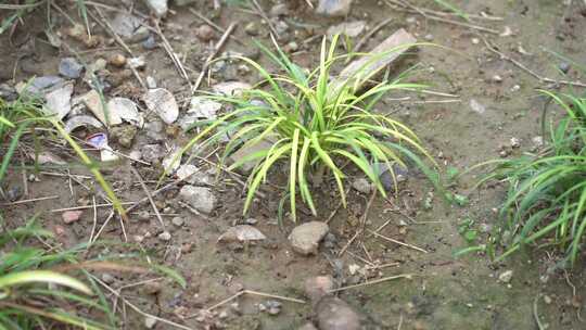 小区绿化 草 小草 绿植 植物