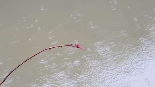 雨中的红蜻蜓停在树枝上