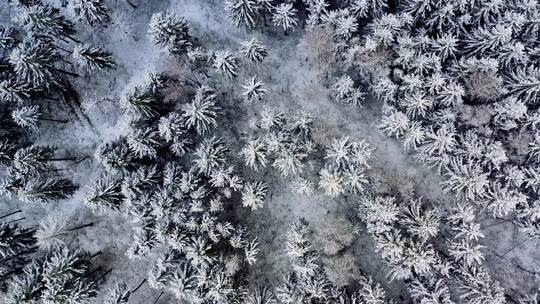 白雪覆盖的树木和地面的无人机镜头