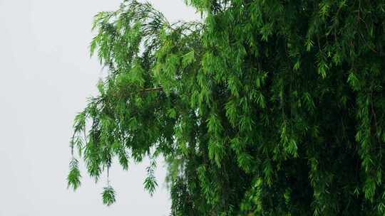 阴雨天叶子下雨