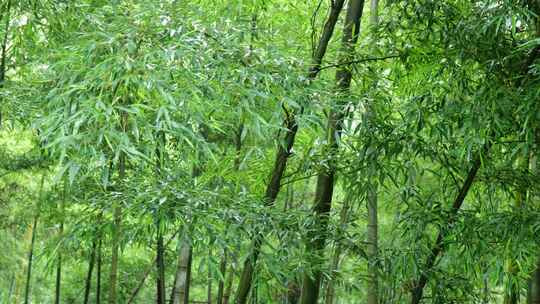 竹林竹叶禅意下雨天唯美空镜