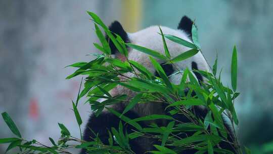 熊猫莽仔吃竹子视频素材模板下载