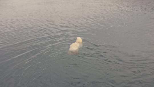 北极熊，北冰洋，海，游泳