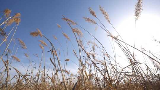 芦苇  空地 草 芦叶 