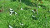 航拍草地上吃草的生态山羊群高清在线视频素材下载