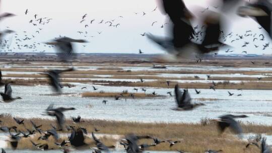 4k航拍山东东营黄河口生态保护区鸟类视频素材模板下载