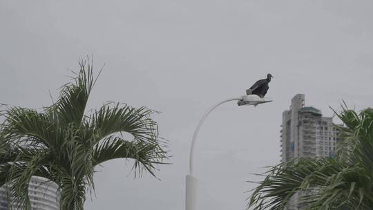 路灯上的鸟 鹳