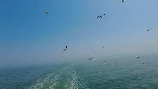 蓝色海洋大海海鸥岛屿浪花风景航拍