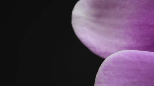 追踪拍摄一朵紫色的花