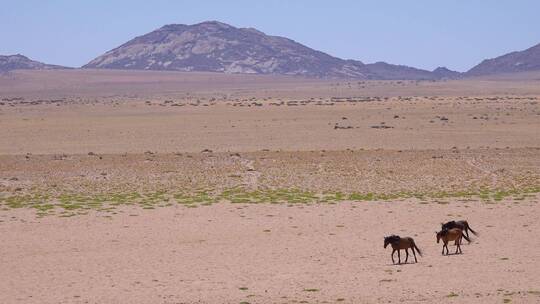 野生马匹穿越沙漠视频素材模板下载