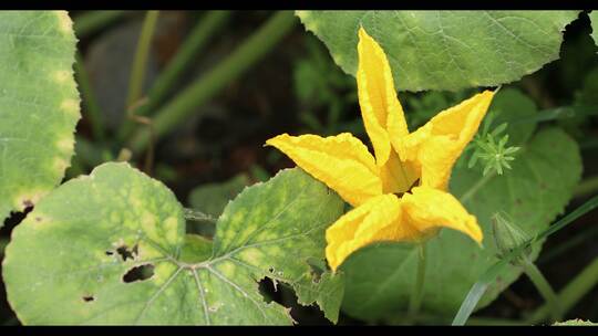 4k原创实拍唯美黄色花朵植物蜜蜂采蜜视频素材模板下载
