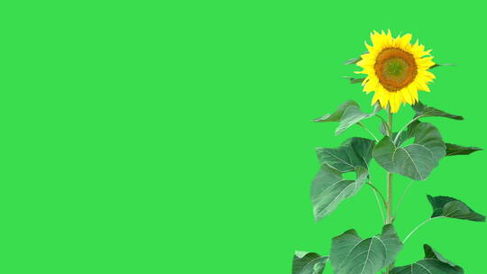 绿幕前的向日葵视频素材模板下载