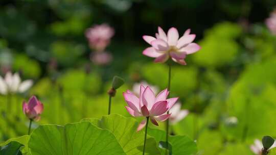 荷花 莲花 夏天