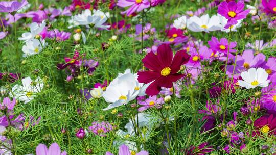 格桑花波斯菊花海