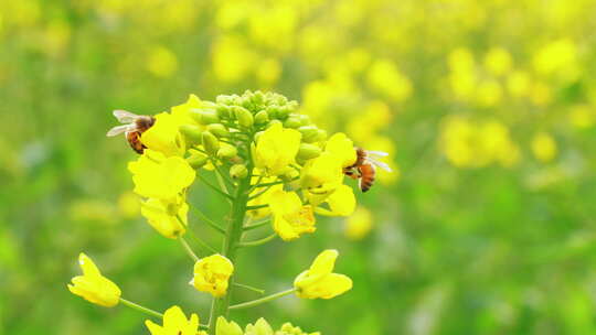 春天蜜蜂在油菜花田采蜜特写镜头视频素材模板下载