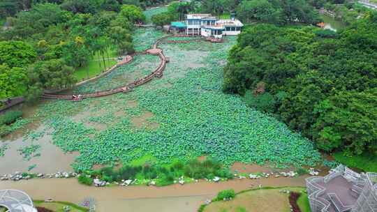 深圳绿化 洪湖公园