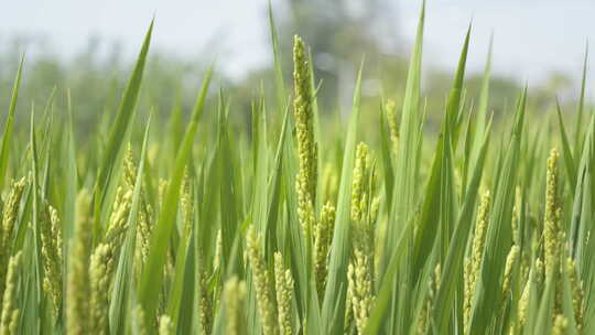 水稻穗五常大米粮食庄稼丰收