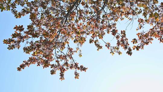 春天阳光下盛开的红杏花朵花簇