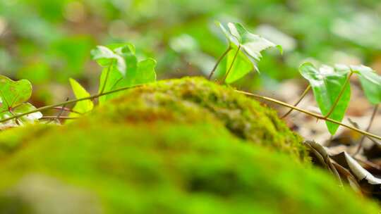 4k实拍绿色植物苔藓藤蔓特写镜头视频素材模板下载