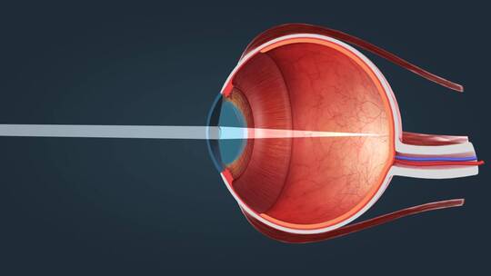 人眼 眼睛 眼球 感觉器官 视觉系统三维动画