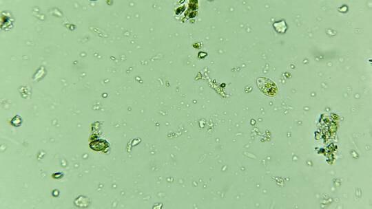 科学研究素材 细胞微生物原生生物