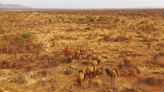 一群大象穿过非洲平原视频素材模板下载