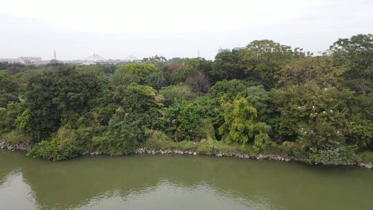 江边的湿地视频素材模板下载