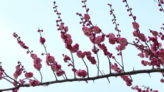 春季红色梅花景观