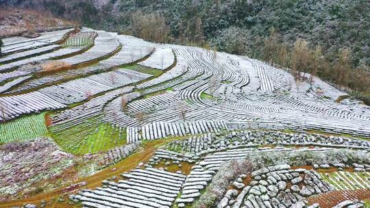 湖北恩施清江边峡谷下茶园春雪美不胜收