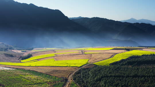 清晨薄雾中金黄的油菜花田地