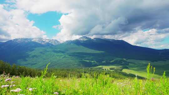 新疆北疆阿勒泰喀纳斯高山森林草原雪山航拍