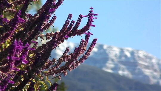 紫色山花的特写