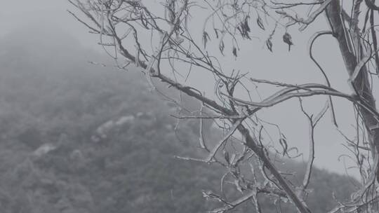 金华山双龙景区 雪景