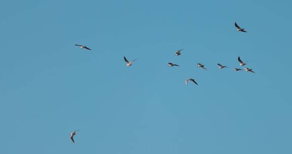 群鸟飞翔慢动作