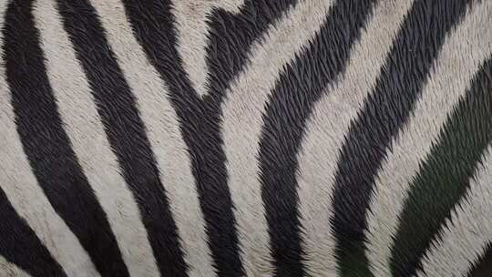 斑马黑白条纹毛发特写素材
