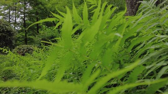 上海植物园品质绿色植被人流实拍