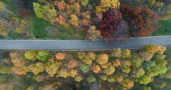 道路，森林，松树，风景