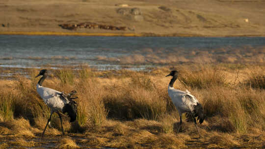 高原湿地草原的黑颈鹤