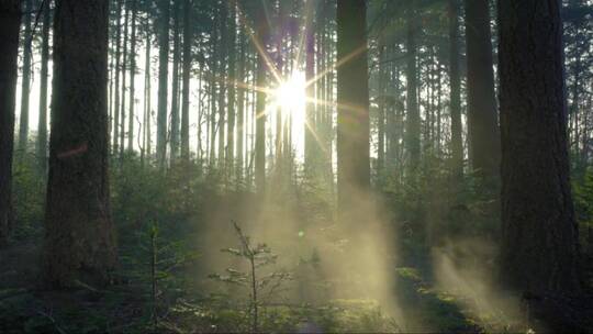 迷雾森林里的阳光
