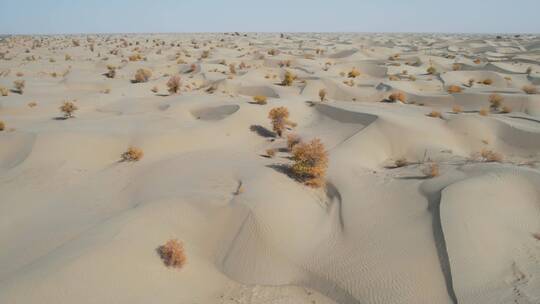 沙漠胡杨林视频素材模板下载