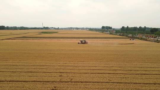 麦子 收割机 丰收 收麦子 航拍  田间地头