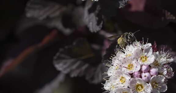 昆虫，花卉，蜜蜂，传粉者