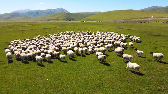 航拍新疆巴音布鲁克草原上牧民放养的羊群视频素材模板下载